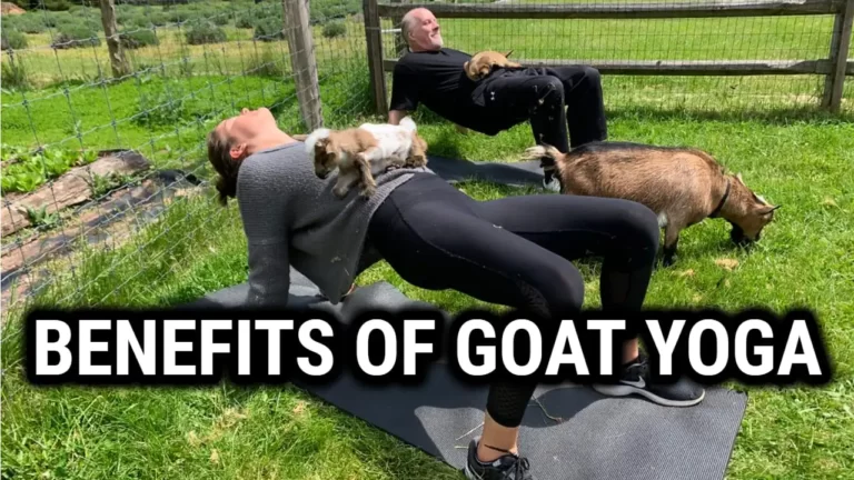 Namaste With Goats: The Surprising Benefits of Goat Yoga