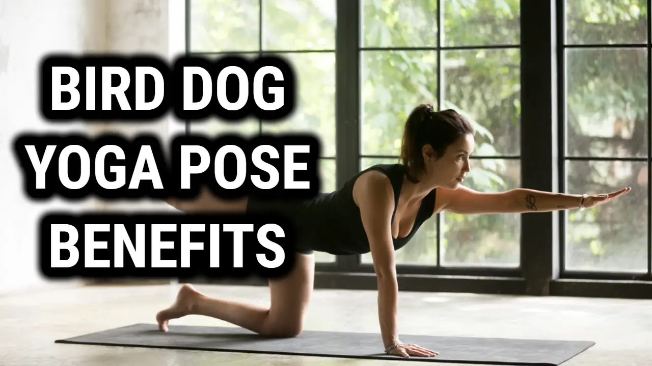 bird dog yoga pose benefits